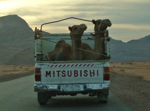 Wadi Rum camels camels